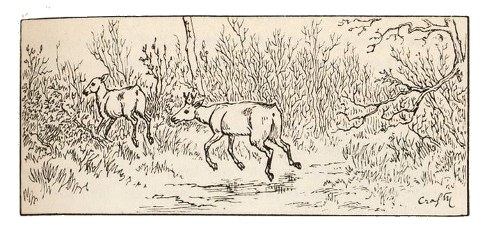 Illustration tirée du Manuel de Vènerie française - Emmanuel Le Couteulx de Canteleu (1890) - Hachette et Cie (Paris) - BnF (Gallica) 6